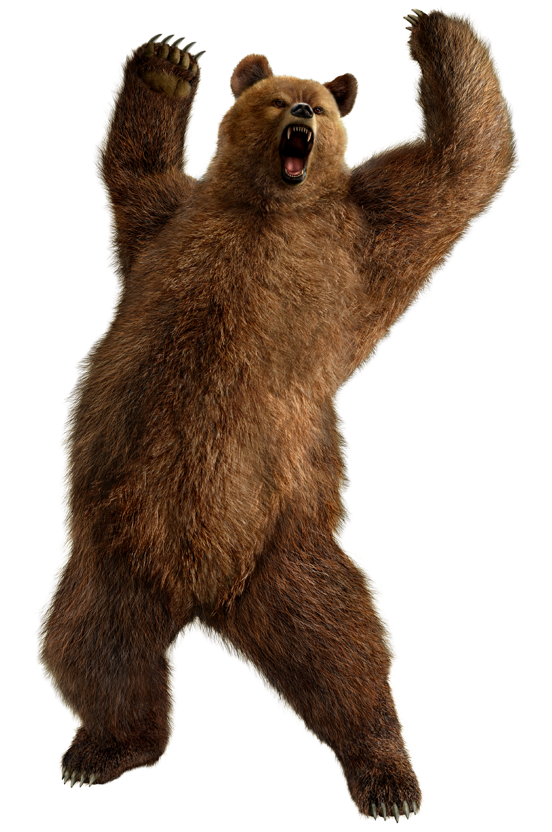 brown greezly bear PNG imagen 