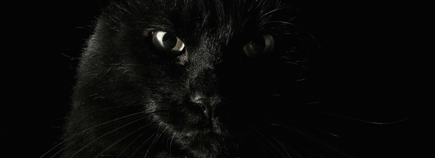 Black Cat Cover Facebook Cover 