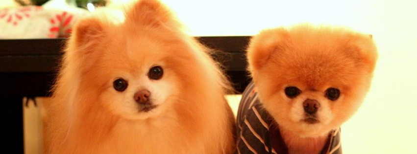 Boo And Buddy Facebook Cover 