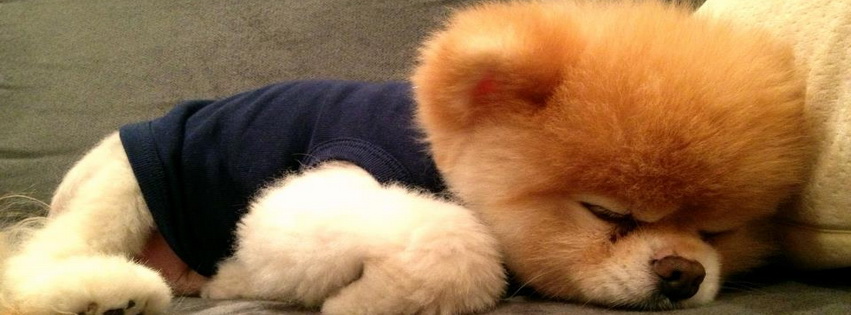 Boo Taking A Nap Facebook Cover 