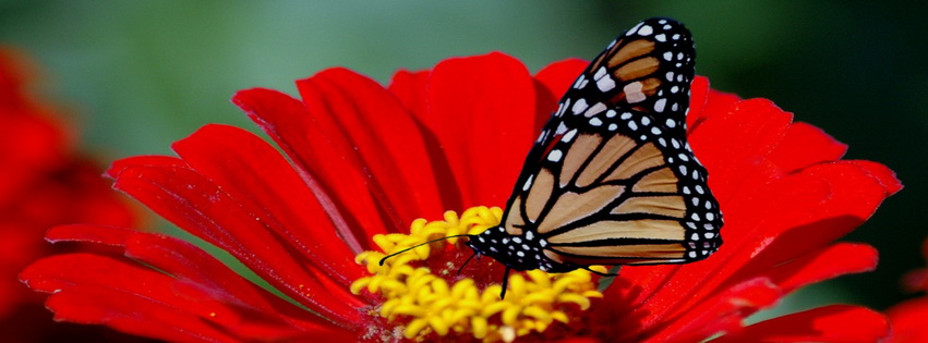 Butterfly Flower Facebook Cover 