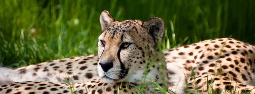 Cheetah49 Facebook Cover 