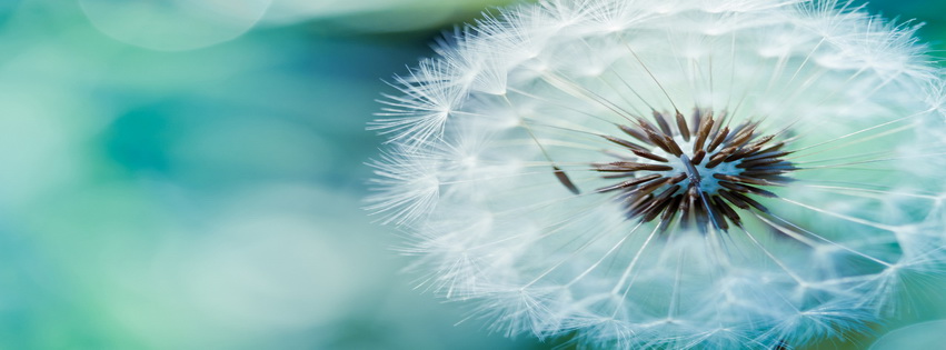 Dandelion Facebook Cover 