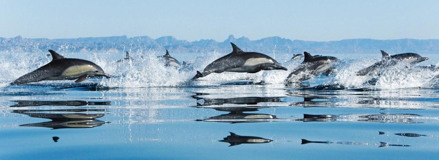 Dolphins Joy Facebook Cover 