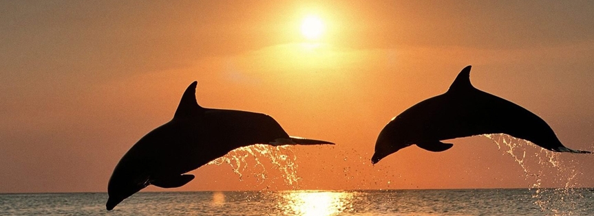 Dolphins Facebook Cover 