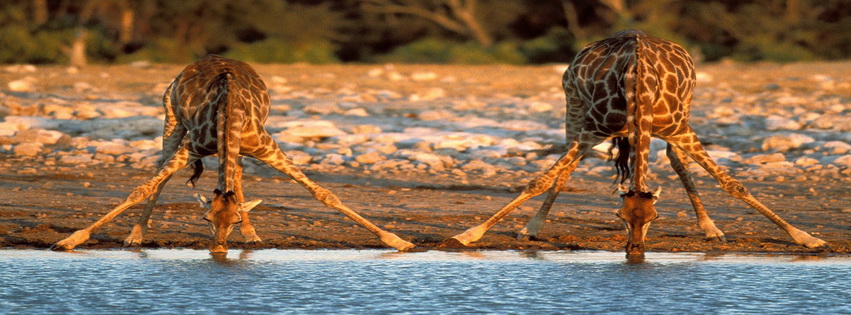 Giraffe Tanzania Safari Africa Facebook Cover 