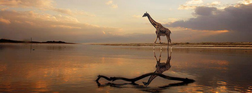 Giraffe Facebook Cover 