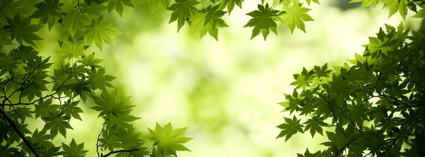 Green Maple Leaves Facebook Cover 