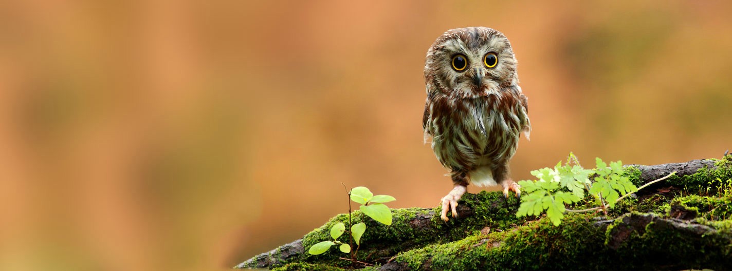 I Think I Am Lost Facebook Cover 