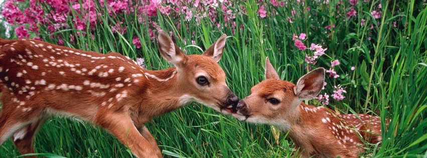 Kissing Deers Facebook Cover 