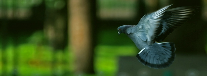 Landing Pigeon Facebook Cover 