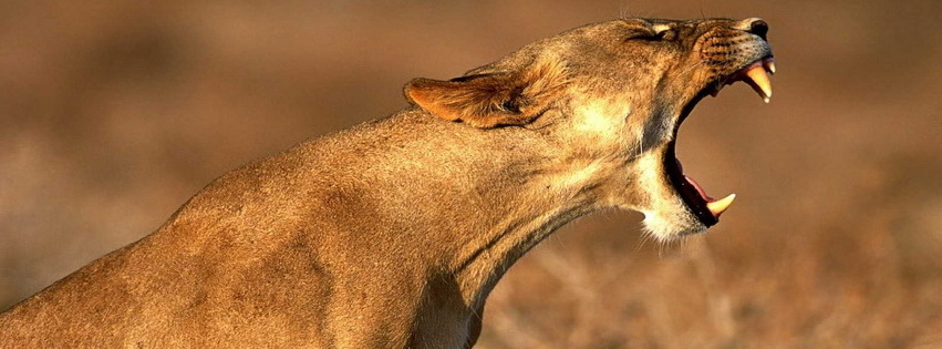 Lion Mouth Facebook Cover 