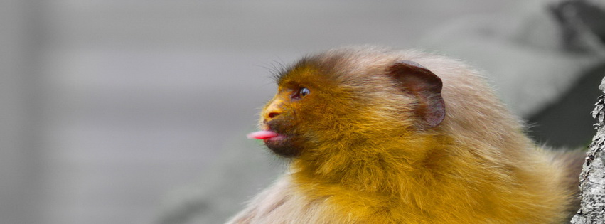 Monkey P Wallpaper By Artyben D6rg6h0 Facebook Cover 