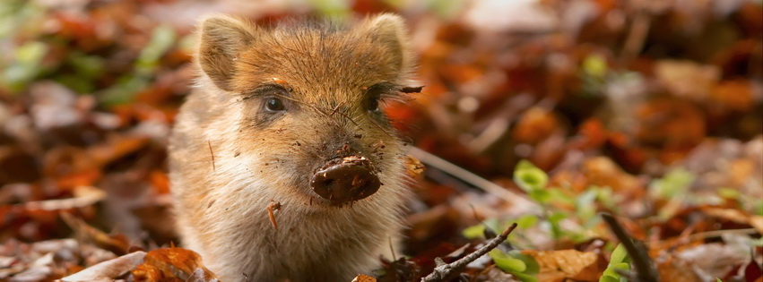 Mr Piglet Facebook Cover 