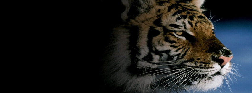 Mr Tiger Facebook Cover 