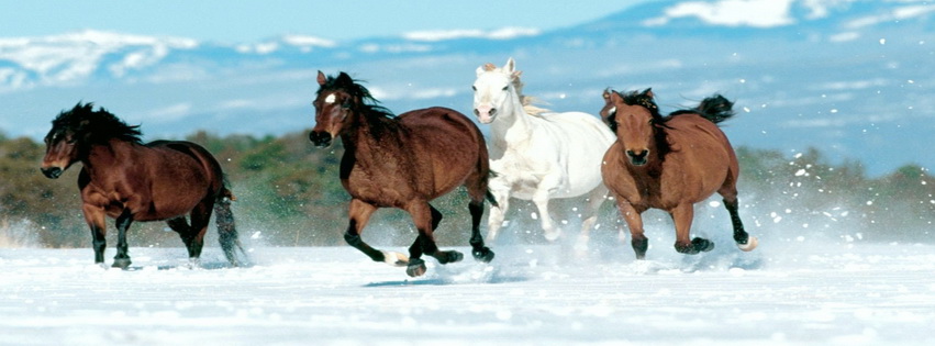 Running Horses43 Facebook Cover 