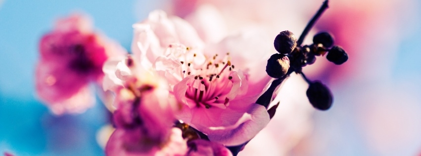 Sakura Sherry Blossoms Facebook Cover 