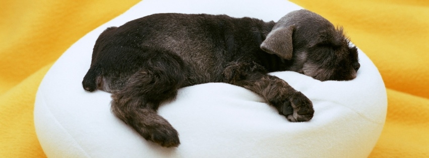 Sleeping Puppy51 Facebook Cover 