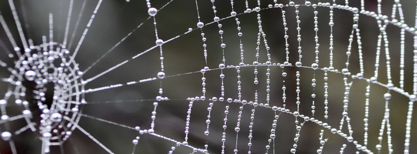Spider Nest Facebook Cover 