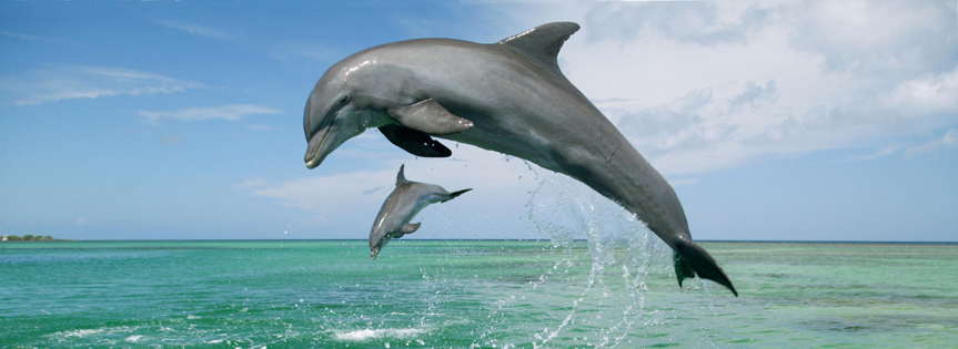 Two Dolphins Facebook Cover 