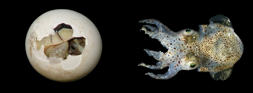 Underwater Animals Facebook Cover 