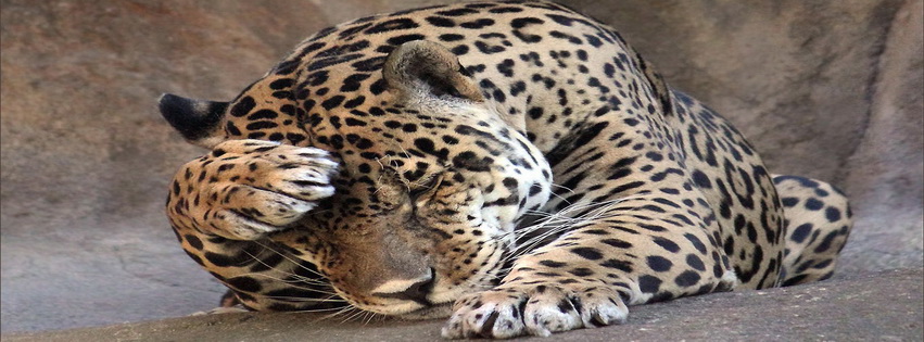 Upset Leopard Facebook Cover 