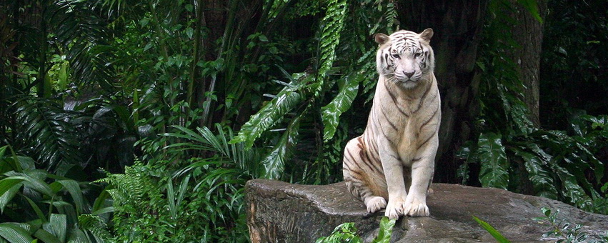White Tiger Facebook Cover 