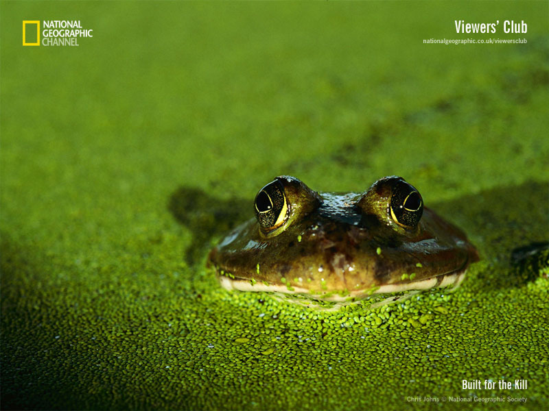 Fondo Wild life en Fondos de Pantalla 