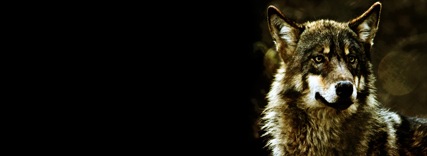 Wolf Facebook Cover 
